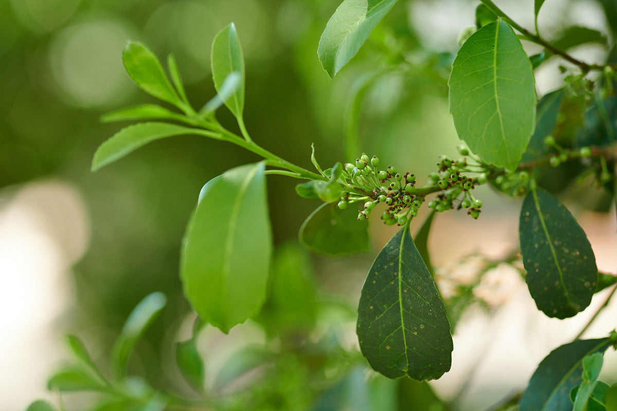Ilex Paraguariensis Plante du maté